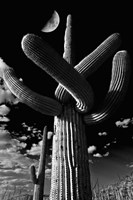 Framed Saguaro cactus, Tucson, Arizona (B&W, vertical)
