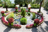 Framed Lily pads in a pond, Isola Madre, Stresa, Lake Maggiore, Italy