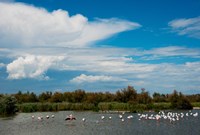 Framed Flamingos in a lake, Parc Ornithologique Du Pont de Gau, D570, Camargue, Bouches-Du-Rhone, Provence-Alpes-Cote d'Azur, France