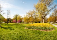 Framed Flowers with trees at Sherwood Gardens, Baltimore, Maryland, USA