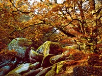 Framed Trees with Granite Rocks at Huelgoat forest in autumn, Finistere, Brittany, France