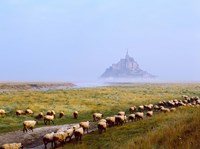 Framed Flock of sheep in a field with Mont Saint-Michel island in the background, Manche, Basse-Normandy, France
