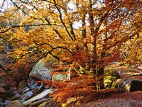 Framed Autumn in Huelgoat Forest, Brittany, France