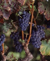 Framed Purple Grapes, Wine Country, California