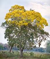 Framed Trees in a field, Three Brothers River, Meeting of the Waters State Park, Pantanal Wetlands, Brazil