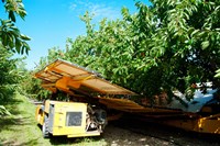 Framed Mechanical Harvester dislodging Cherries into large plastic tub, Provence-Alpes-Cote d'Azur, France