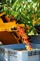 Framed Harvesting Cherries, Cucuron, Vaucluse, Provence-Alpes-Cote d'Azur, France