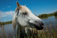 Framed White Camargue Horse with Head over Fence, Camargue, Saintes-Maries-De-La-Mer, Provence-Alpes-Cote d'Azur, France