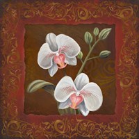 Framed Orchid Study II