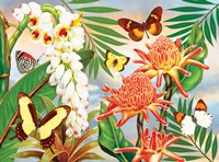 Framed Butterflies With Torch Ginger