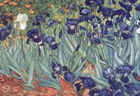 Framed Irises, Saint-Remy, c.1889