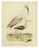 Framed Antique Spoonbill & Sandpipers