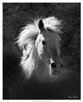 Framed Horse Portrait V