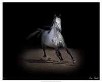 Framed Horse Portrait IX