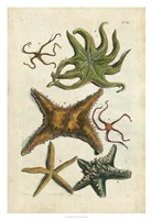 Framed Starfish Illustre