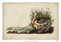 Framed Long-billed Curlew