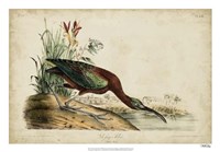 Framed Glossy Ibis