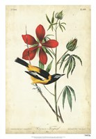 Framed Audubon Bird & Botanical I