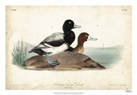 Framed Audubon Ducks III