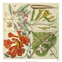 Framed Catesby Botanical Quadrant III