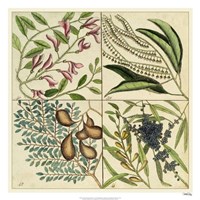 Framed Catesby Botanical Quadrant IV