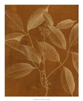 Framed Modern Botany VI