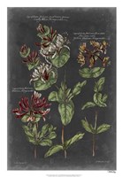Framed Vintage Botanical Chart IV