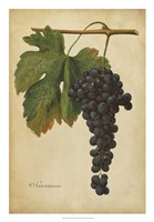 Framed Vintage Vines I