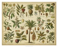 Framed Classification of Tropical Plants