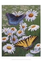 Framed Butterflies & Daisies