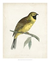 Framed Cirl Bunting