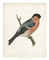 Framed Bullfinch