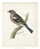 Framed Chaffinch