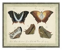 Framed Bookplate Butterflies Trio III