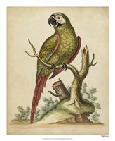 Framed Paradise Parrots II