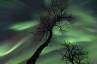 Framed Northern Lights with trees in the arctic wilderness, Nordland, Norway