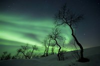 Framed Northern Lights in the arctic wilderness, Nordland, Norway