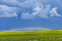 Framed low altitude rainbow visible over the yellow canola field, Gleichen, Alberta, Canada