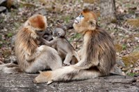 Framed Golden Monkeys with babies, Qinling Mountains, China