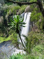 Framed Giant Lobelia in Aberdare National Park, Kenya