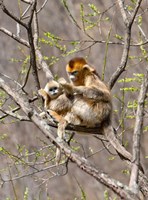 Framed Female Golden Monkey on a tree, Qinling Mountains, China
