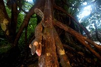 Framed Giant leaf-tailed gecko (Uroplatus fimbriatus), Nosy Mangabe Reserve, Madagascar