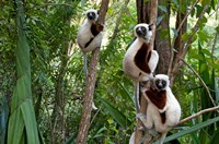 Framed Coquerel's sifakas, (Propithecus coquereli), Madagascar