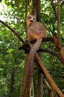 Framed Crowned Lemur (Eulemur coronatus), Ankarana National Park, Northern Madagascar