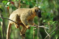 Framed Common Brown Lemur on branch, Ile Aux Lemuriens, Andasibe, Madagascar.