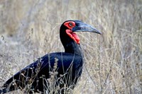 Framed Close-up of a Ground Hornbill, Kruger National Park, South Africa