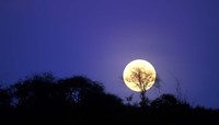 Framed Full Moon Rises Above Acacia Tree, Amboseli National Park, Kenya