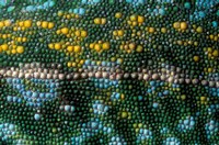 Framed Chameleon lizard, detail of skin, Madagascar