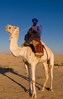 Framed Bedouin man on camel, Douz, Sahara Tunisia, Africa