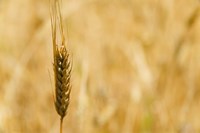 Framed Closeup of Barley, East Himalayas, Tibet, China